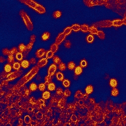 Flu breaking out of an infected cell